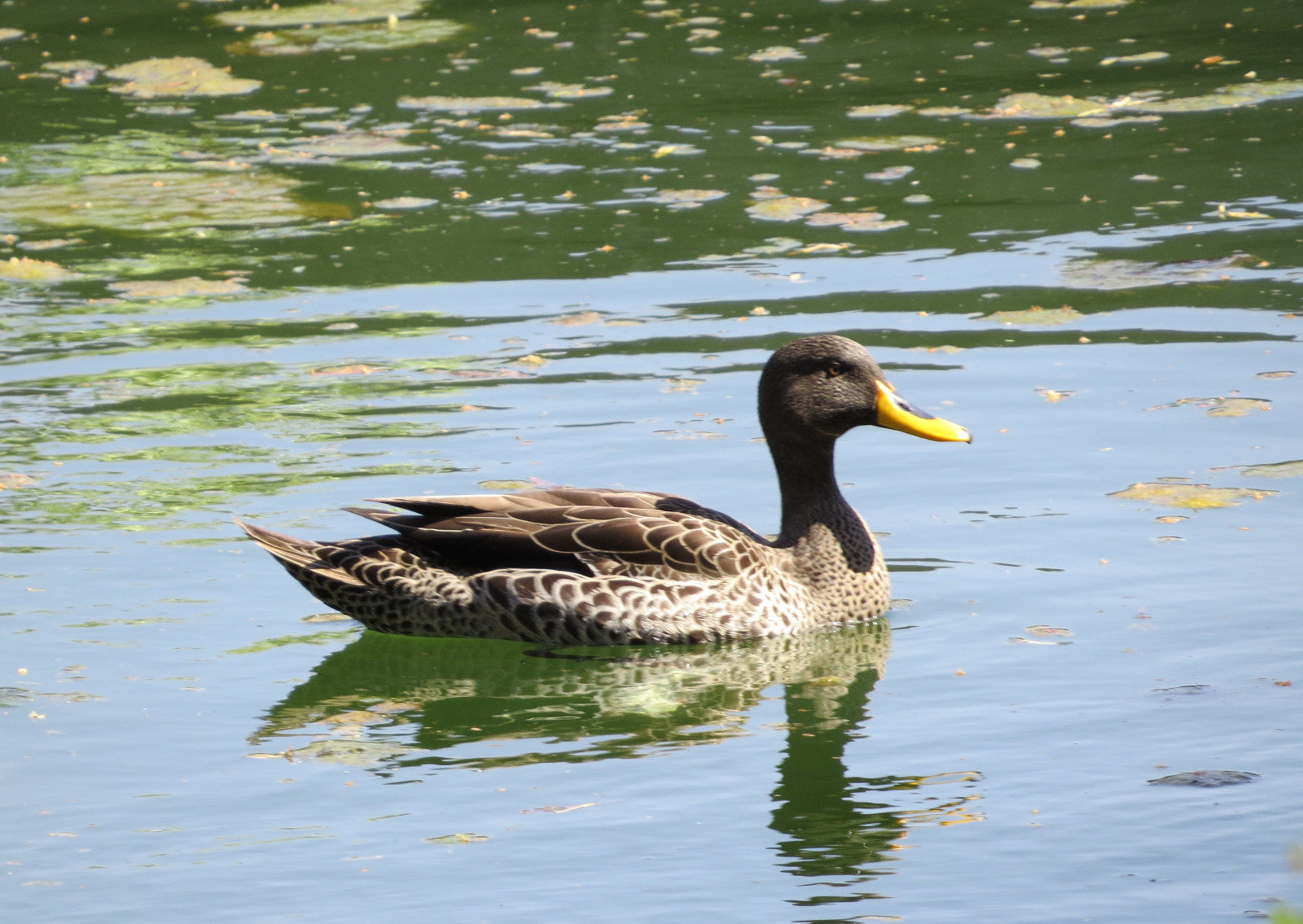 image Yellow-billed Duck